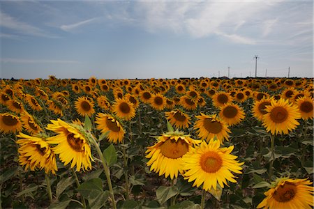 simsearch:600-06773257,k - Field of Sunflowers Stock Photo - Premium Royalty-Free, Code: 600-03059258
