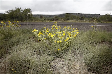 simsearch:700-02912115,k - Fleurs sauvages sur le côté de la route Highway 90, Texas, USA Photographie de stock - Premium Libres de Droits, Code: 600-03059343