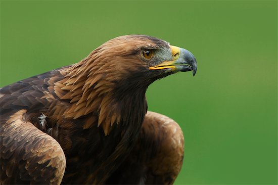 golden eagle head. Golden Eagle