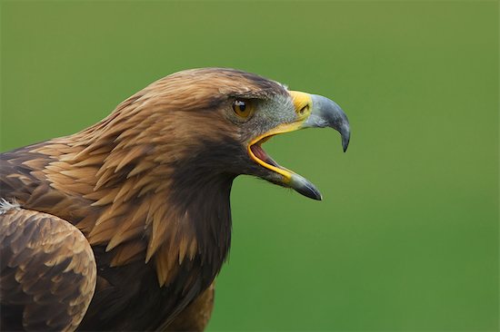 golden eagle head. Golden Eagle