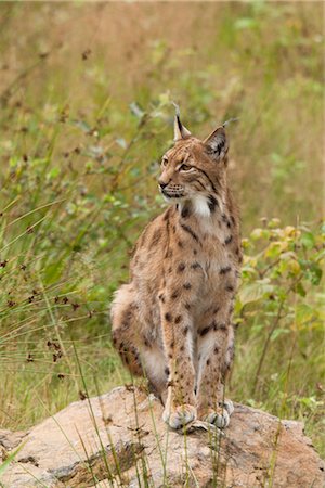 Eurasian Lynx Stock Photo - Premium Royalty-Free, Code: 600-03067848