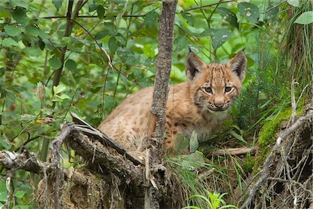 Eurasian Lynx Kitten Stock Photo - Premium Royalty-Free, Code: 600-03067849