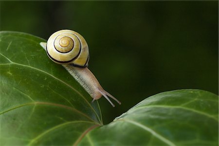 snail - Brown-lipped Snail Stock Photo - Premium Royalty-Free, Code: 600-03067864