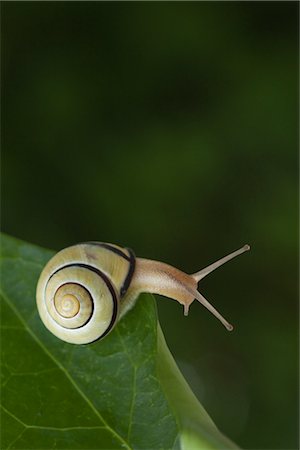 snail - Brown-lipped Snail Stock Photo - Premium Royalty-Free, Code: 600-03067868