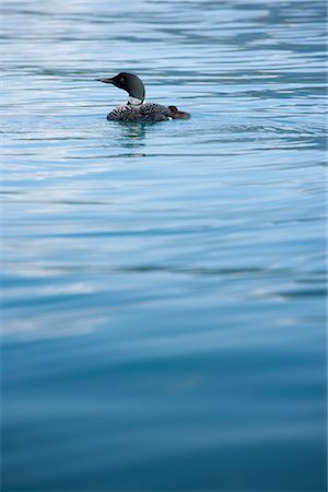 Mother Loon and Chick on Maligne Lake, Jasper National Park, Alberta, Canada Stock Photo - Premium Royalty-Free, Code: 600-03075297