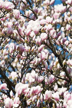 Magnolia Tree Stock Photo - Premium Royalty-Free, Code: 600-03075358