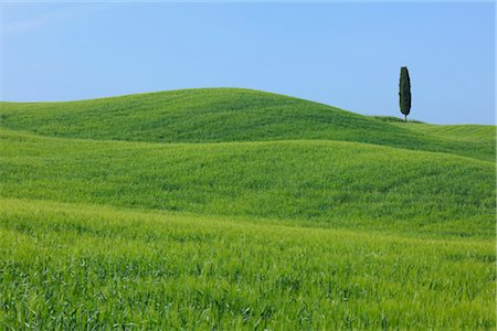 rolling hills - Pienza, Province de Sienne, Val d'Orcia, Toscane, Italie Photographie de stock - Premium Libres de Droits, Code: 600-03075569