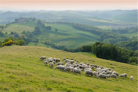 rolling hills - Montecontieri, Asciano, Province de Sienne, Toscane, Italie Photographie de stock - Premium Libres de Droits, Code: 600-03075594