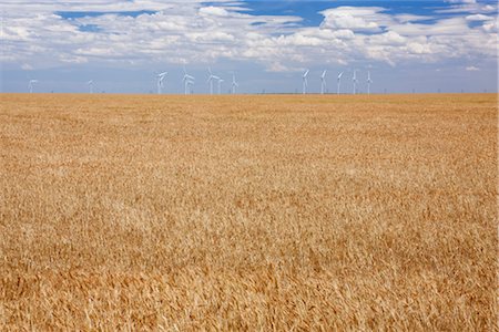 Wind Farm and Wheat Field, Near Amarillo, Texas, USA Foto de stock - Sin royalties Premium, Código: 600-03075774