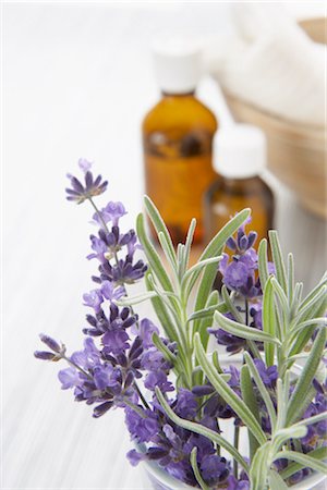 Lavender Flowers Stock Photo - Premium Royalty-Free, Code: 600-03152622