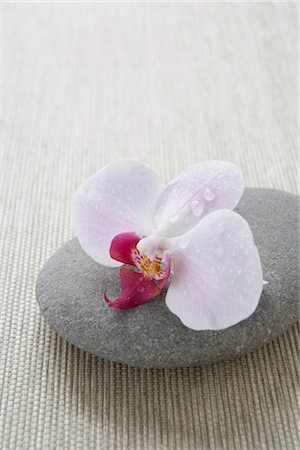 Orchid and Stone Stock Photo - Premium Royalty-Free, Code: 600-03152639