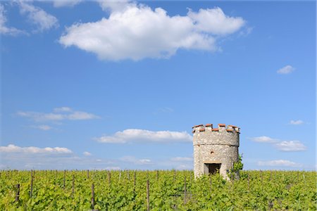 Vineyard and Old Castle Tower, Ober-Florsheim, Alzey-Worms, Rhineland-Palatinate, Germany Stock Photo - Premium Royalty-Free, Code: 600-03152789