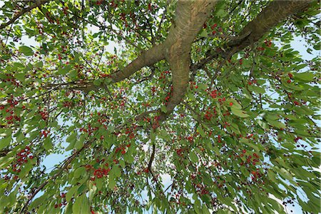 european cherry trees branches - Arbre de la cerise, Franconie, Bavière, Allemagne Photographie de stock - Premium Libres de Droits, Code: 600-03152807
