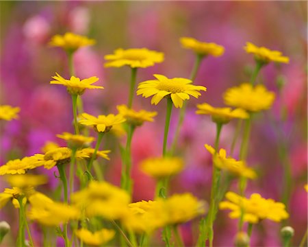 Yellow Flowers, Franconia, Bavaria, Germany Stock Photo - Premium Royalty-Free, Code: 600-03152824