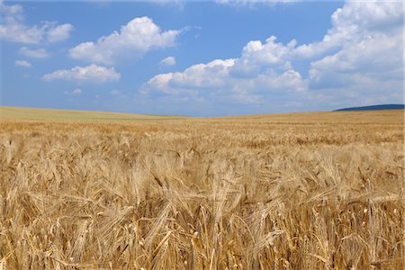 Barley Field, Franconia, Bavaria, Germany Stock Photo - Premium Royalty-Free, Code: 600-03152831