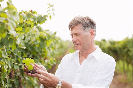 Wine Maker Examining Grapes Stock Photo - Premium Royalty-Free, Code: 600-03152984