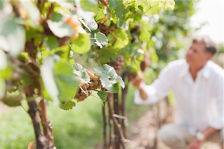 Close-up of Wine Grapes Stock Photo - Premium Royalty-Free, Code: 600-03152983