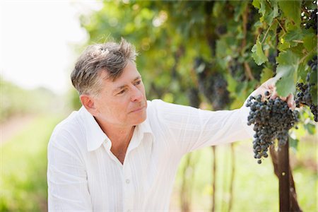 seniors harvest - Wine Maker Examining Grapes Stock Photo - Premium Royalty-Free, Code: 600-03152994