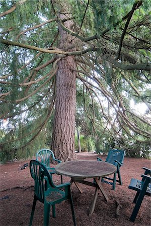 Chairs and Table Under Large Fir Tree, White Rock, British Columbia, Canada Stock Photo - Premium Royalty-Free, Code: 600-03166540