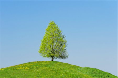 Lime tree in Spring, Canton Zug, Switzerland, Europe Foto de stock - Sin royalties Premium, Código: 600-03178855