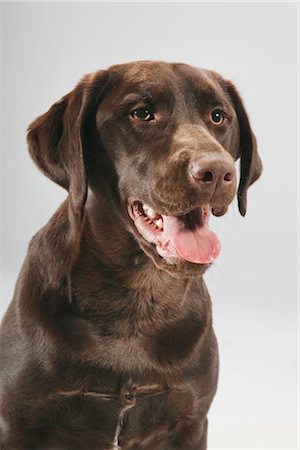 Portrait of Dog Stock Photo - Premium Royalty-Free, Code: 600-03179185
