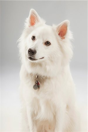 simsearch:600-03179193,k - Portrait of Dog Stock Photo - Premium Royalty-Free, Code: 600-03179186