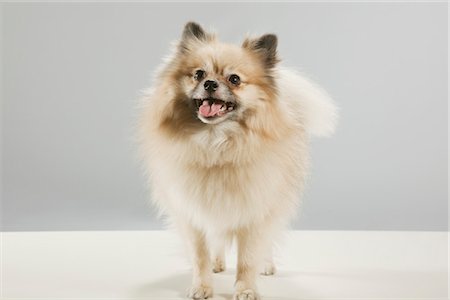 simsearch:600-03179193,k - Portrait of Dog Stock Photo - Premium Royalty-Free, Code: 600-03179189
