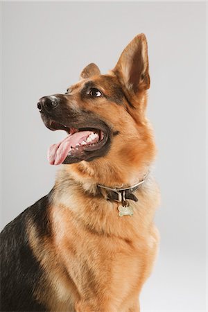 Portrait of Dog Stock Photo - Premium Royalty-Free, Code: 600-03179181