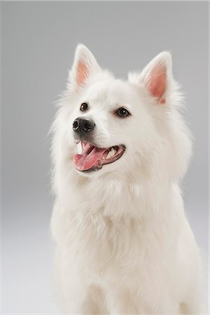 simsearch:600-03179193,k - Portrait of Dog Stock Photo - Premium Royalty-Free, Code: 600-03179194