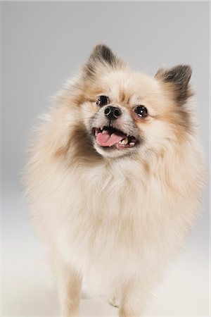 simsearch:600-01695284,k - Portrait of Dog Stock Photo - Premium Royalty-Free, Code: 600-03179195