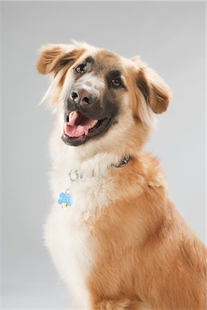 simsearch:600-03179193,k - Portrait of Dog Stock Photo - Premium Royalty-Free, Code: 600-03179193