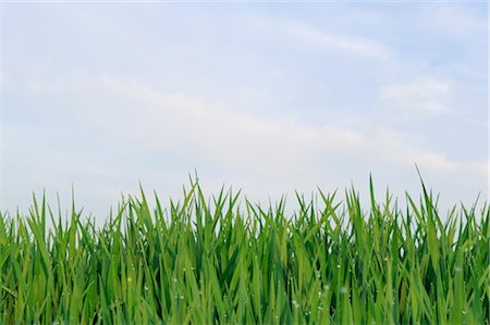 Wheat Field, Bavaria, Germany Foto de stock - Sin royalties Premium, Código: 600-03171592