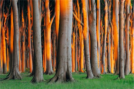 Beech Trees, West Pomerania, Mecklenburg-Vorpommern, Germany Stock Photo - Premium Royalty-Free, Code: 600-03171614