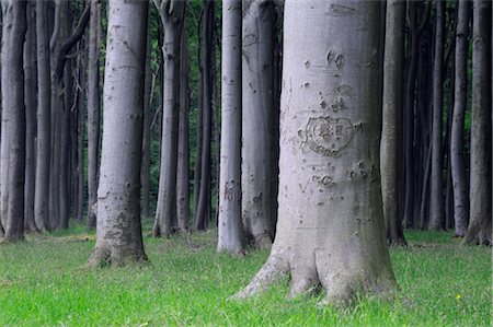 Beech Trees, West Pomerania, Mecklenburg-Vorpommern, Germany Foto de stock - Sin royalties Premium, Código: 600-03171613
