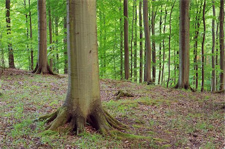 Forest of Beech Trees, Jasmund National Park, Ruegen Island, Mecklenburg-Vorpommern,Germany Foto de stock - Sin royalties Premium, Código: 600-03171621