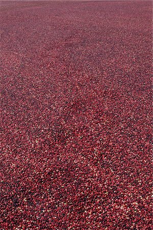 Cranberry Harvest, Pitt Meadows, British Columbia, Canada Stock Photo - Premium Royalty-Free, Code: 600-03210496