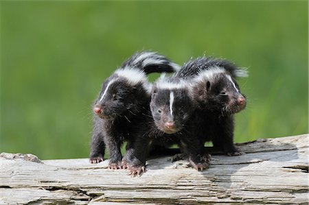 simsearch:600-03229238,k - Striped Skunk Kits, Minnesota, USA Stock Photo - Premium Royalty-Free, Code: 600-03229245