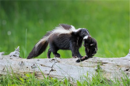 simsearch:700-02686033,k - Striped Skunk carrying Young, Minnesota, USA Stock Photo - Premium Royalty-Free, Code: 600-03229243