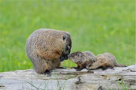 simsearch:700-02686033,k - Groundhog with Young, Minnesota, USA Stock Photo - Premium Royalty-Free, Code: 600-03229256