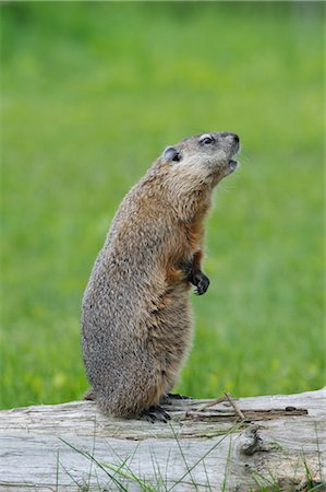 Groundhog on Log, Minnesota, USA Stock Photo - Premium Royalty-Free, Code: 600-03229258
