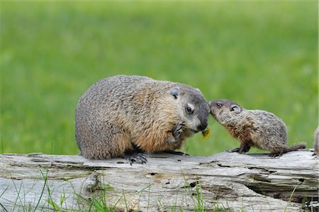 simsearch:600-03229238,k - Groundhog with Young, Minnesota, USA Stock Photo - Premium Royalty-Free, Code: 600-03229250