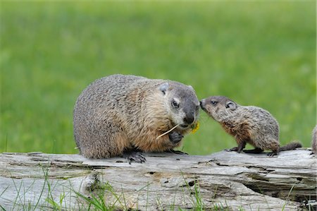 simsearch:600-03229238,k - Groundhog with Young, Minnesota, USA Stock Photo - Premium Royalty-Free, Code: 600-03229251