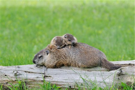 simsearch:700-02686033,k - Groundhog with Young, Minnesota, USA Stock Photo - Premium Royalty-Free, Code: 600-03229264