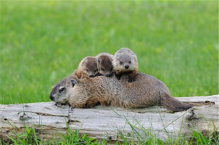 simsearch:700-02686033,k - Groundhog with Young, Minnesota, USA Stock Photo - Premium Royalty-Free, Code: 600-03229265