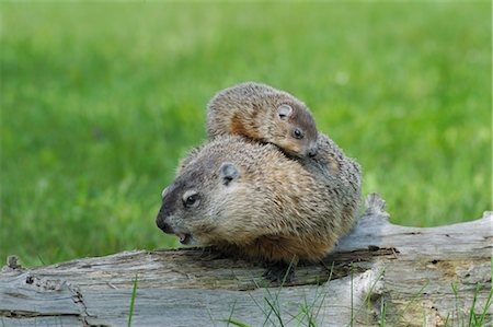 simsearch:600-03229289,k - Marmotte avec Young, Minnesota, USA Photographie de stock - Premium Libres de Droits, Code: 600-03229261