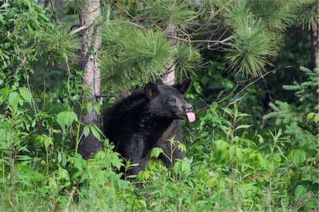 Black Bear Sticking out Tongue, Minnesota, USA Stock Photo - Premium Royalty-Free, Code: 600-03229279