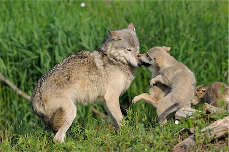 simsearch:600-03229238,k - Gray Wolf with Pups, Minnesota, USA Stock Photo - Premium Royalty-Free, Code: 600-03229287