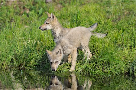 simsearch:600-03229238,k - Gray Wolf Pups by Water, Minnesota, USA Stock Photo - Premium Royalty-Free, Code: 600-03229295