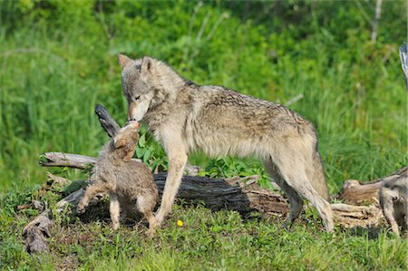 simsearch:600-03229289,k - Loup gris avec Pup, Minnesota, USA Photographie de stock - Premium Libres de Droits, Code: 600-03229296