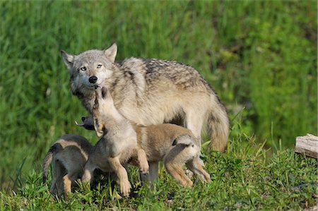 Gray Wolf with Pups, Minnesota, USA Stock Photo - Premium Royalty-Free, Code: 600-03229291